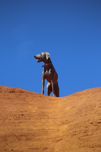 Grey hair big dog stand at the top of the hill
